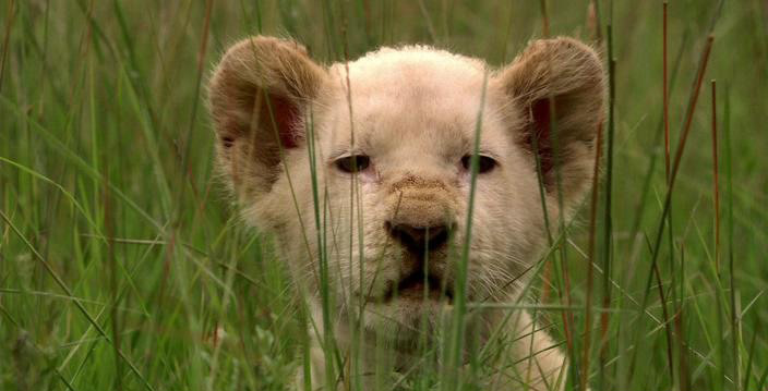 ������ �����